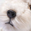 Foxy Fox Terrier Dog, Steiff