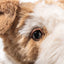 Foxy Fox Terrier Dog, Steiff