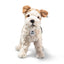 Foxy Fox Terrier Dog, Steiff