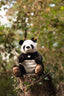 Steiff Pandi giant panda