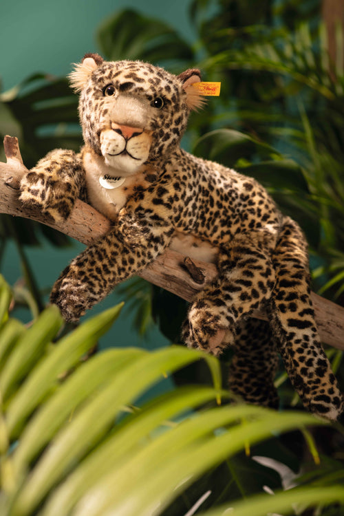 Parddy leopard