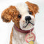 St Bernard Replica, Steiff Limited Edition
